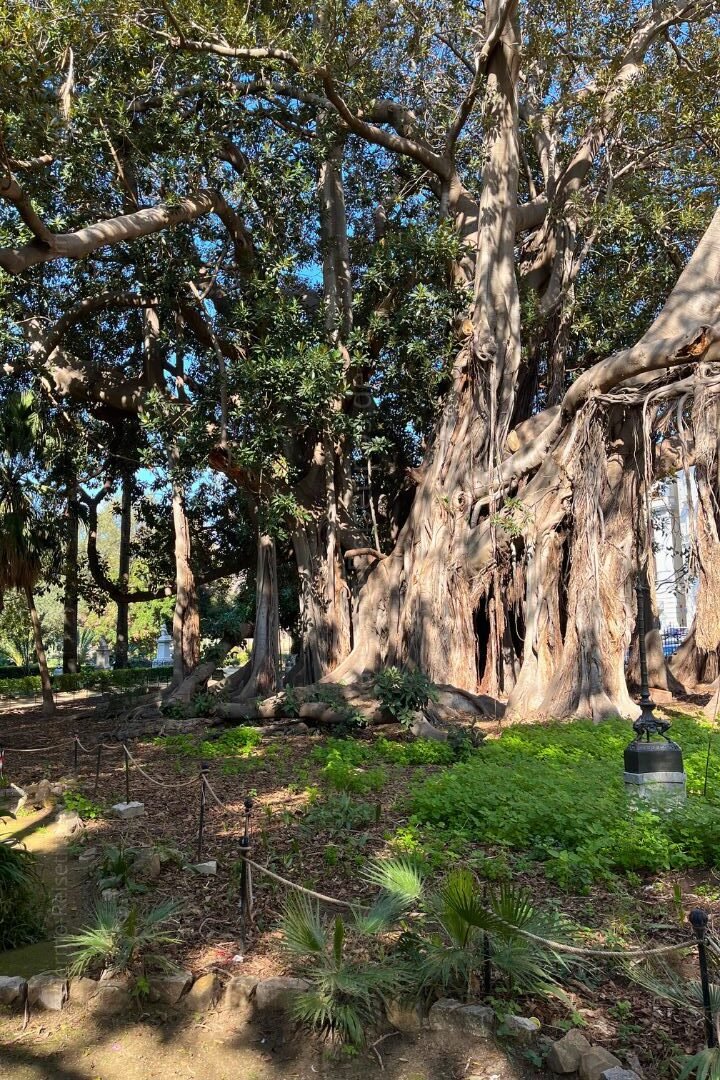 Imposanter Feigenbaum im Giardino Garibaldi in Palermo
