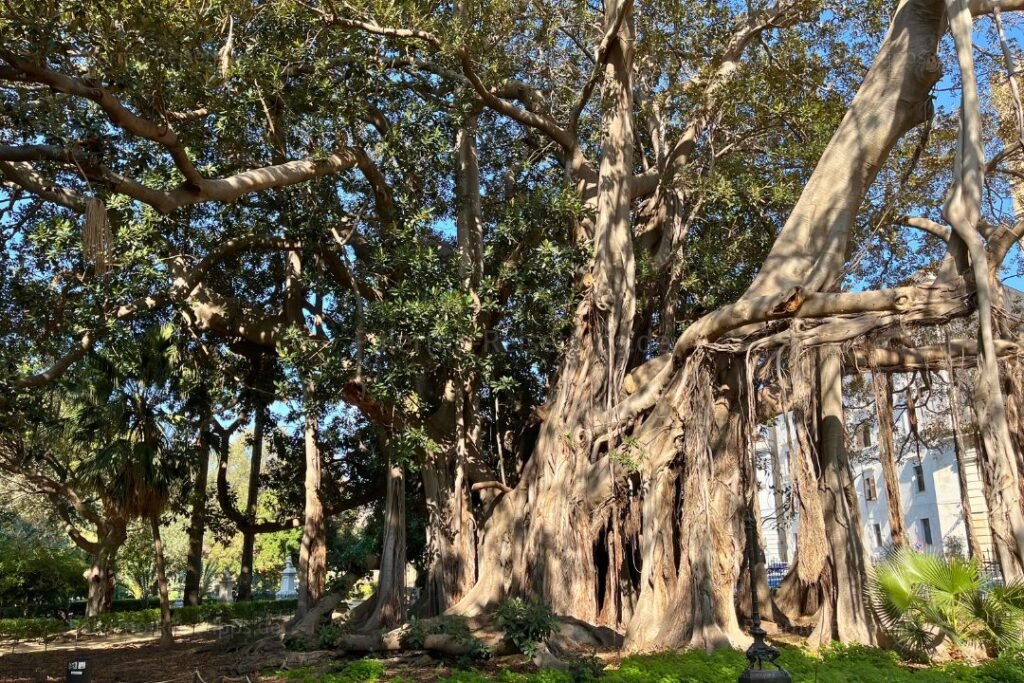 Ein Feigenbaum mit mächtigen Wurzeln im Giardino Garibaldi